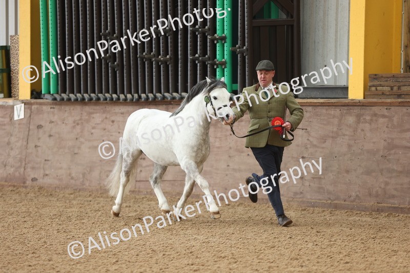 20251109-0537 - Class 20 - Stallions 4 Years and over