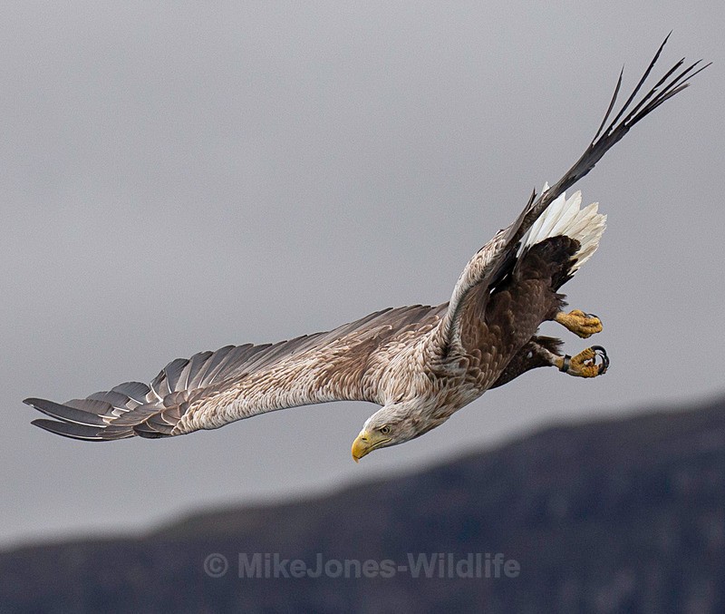 WHITE TAILED EAGLE, ISLE OF MULL, SCOTLAND - THE WHITE TAILED EAGLES GALLERY. Images of the British Sea Eagle