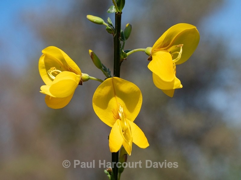 Spanish broom, (Spartium junceum) - Flower Portraits