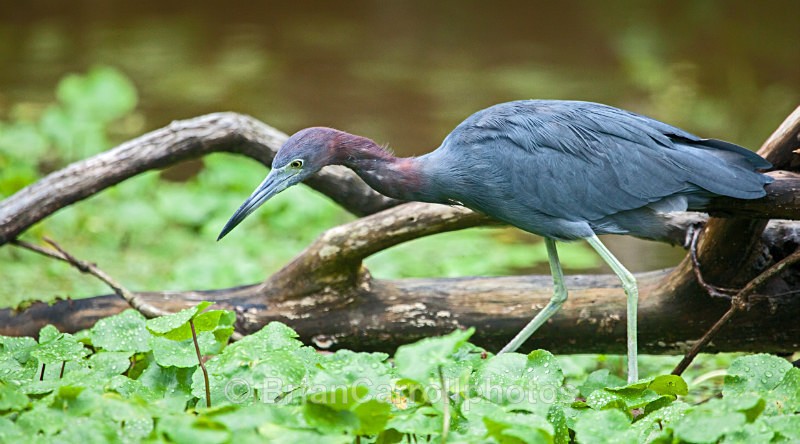 Little Blue Heron, Costa Rica - Costa Rican Wildlife