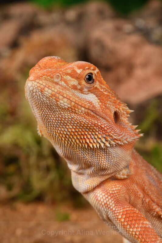 Bearded Dragon 2 - Reptiles & Amphibians