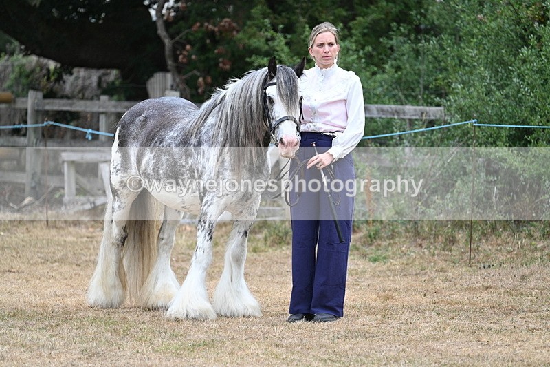 WJ7_9559 - Class 5 Most Handsome Gelding (up to 14.2hh)