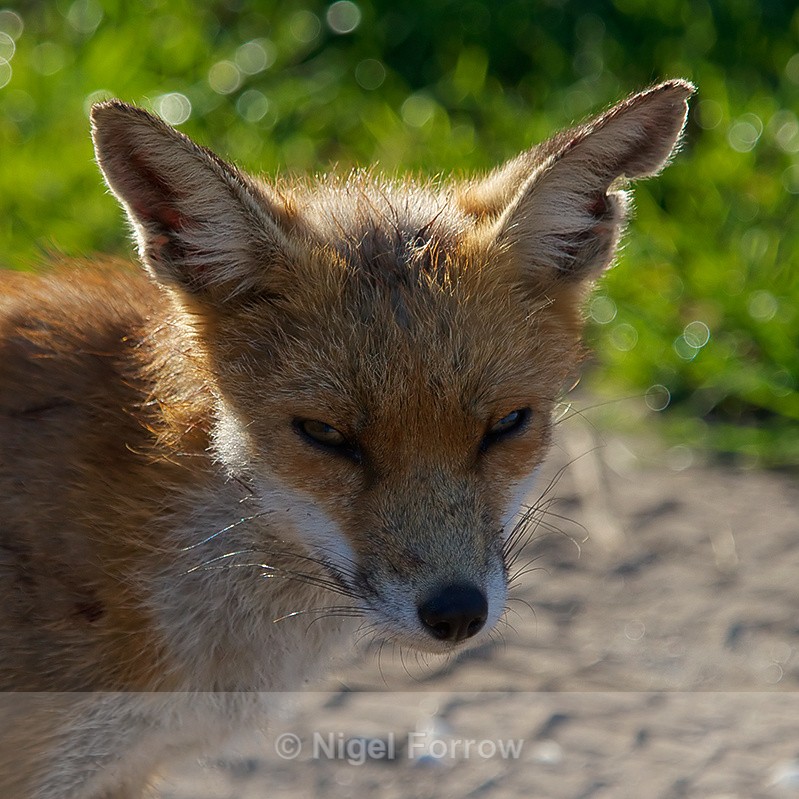 Red Fox close-up at Middlebere - Red Fox