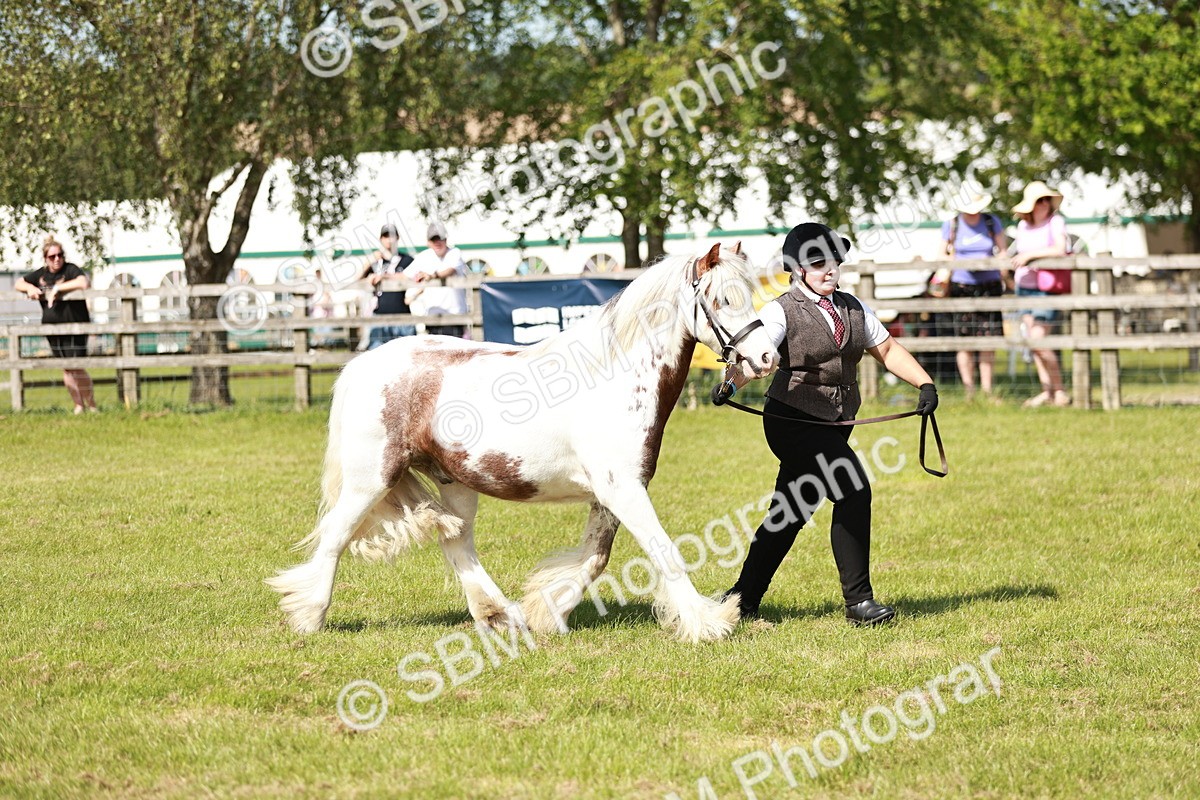 SBM_08656 - Class 63-65 - Traditional Gypsy Cobs In Hand & Ridden