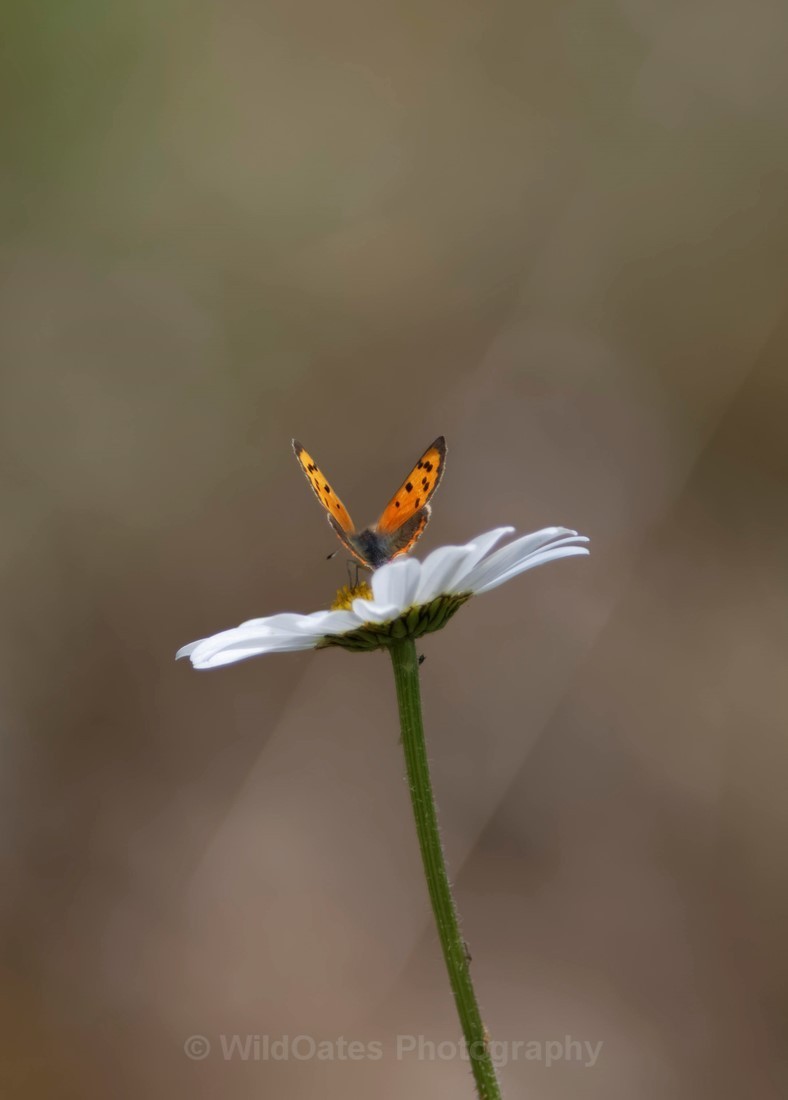 Fife_Small Copper 0006 - Isle of May and Fife