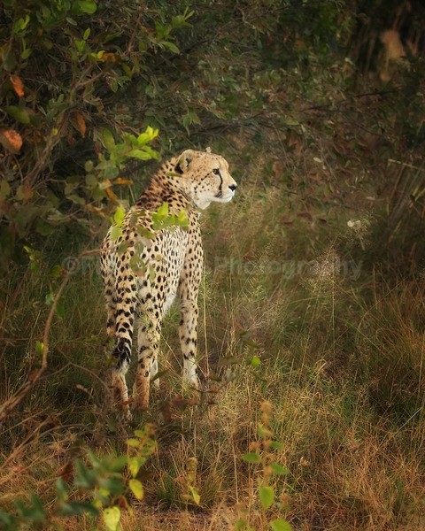 safari-352 - African Wildlife