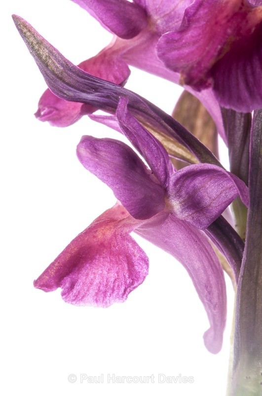  - WB: Orchids - Various