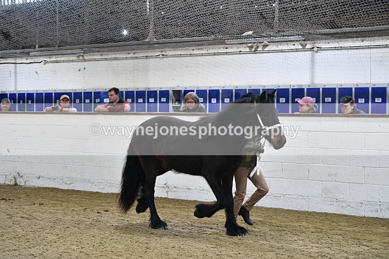 WJ5_3504 - Class 1 Youngstock