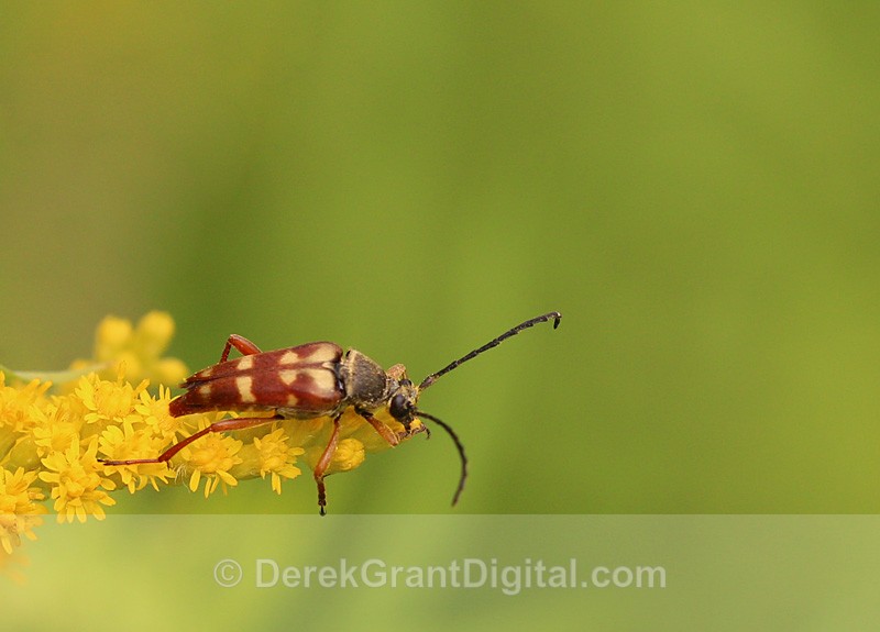 Flower Longhorn Typocerus Velutinus - Bees, Beetles, Bugs