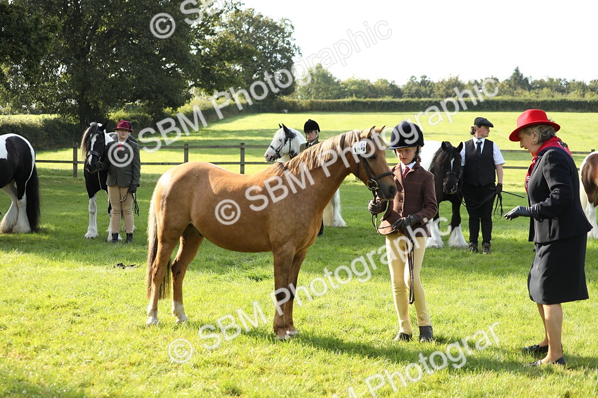 SBM_60946 - S43 - Coloured Pony In Hand