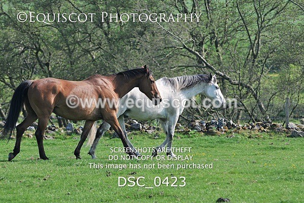 DSC_0423 - ARCHIVE REQUEST - Quincy and Guinness