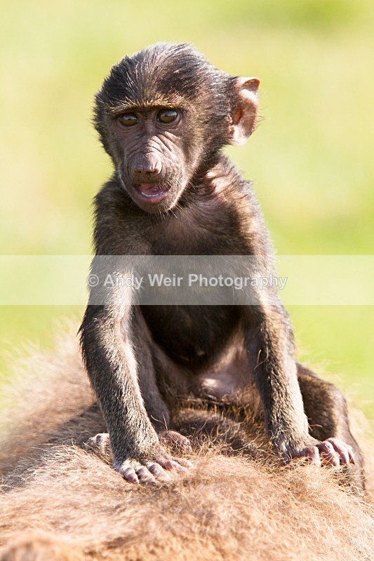 20120903-_MG_9749 - Captive Animals