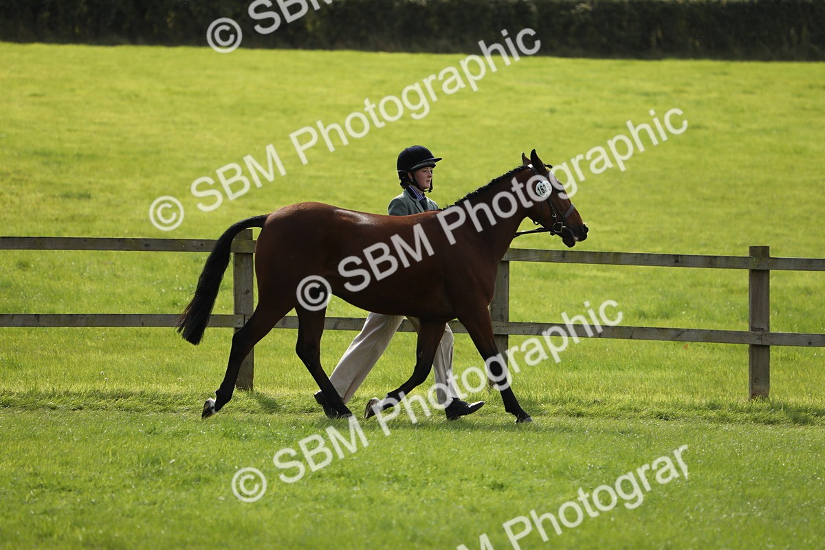 SBM_65651 - S48 - Show Pony & Show Hunter Pony In Hand