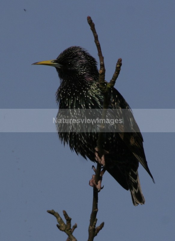 Starling - Wildlife
