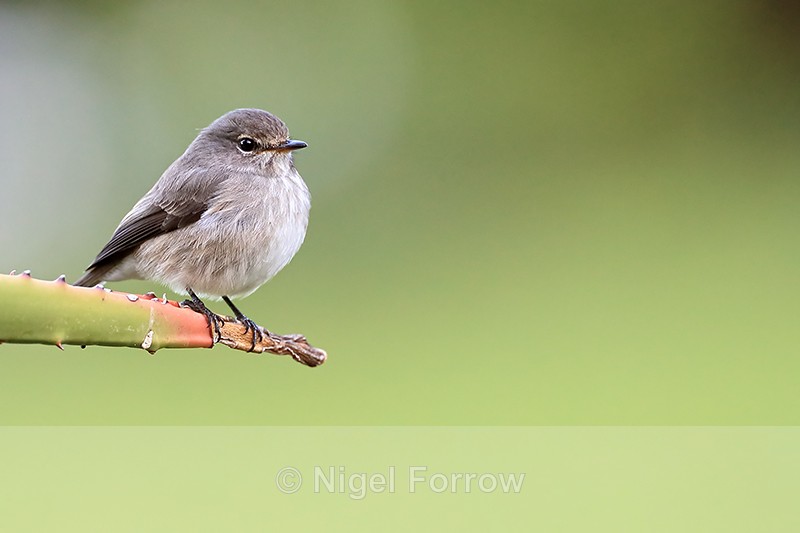 African Dusky Flycatcher, Cape Town, South Africa - African Dusky Flycatcher