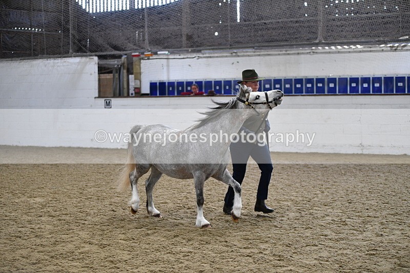 WJ5_5410 - Class 4 In hand M&M - small breeds
