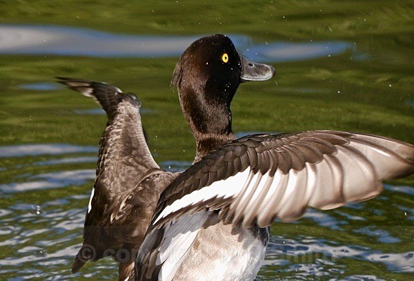 Tufted Duck - BIRDS & INSECTS