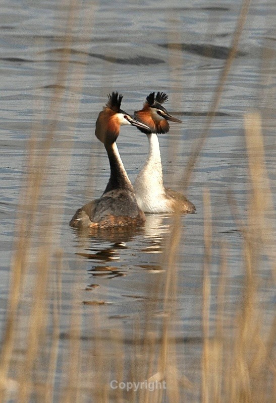 Great Crested Grebes, Oxford Island - Birds
