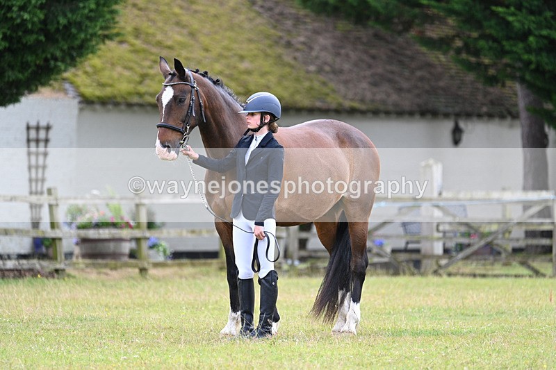 WJ7_7047 - Class 5a Most Handsome Gelding in Hand