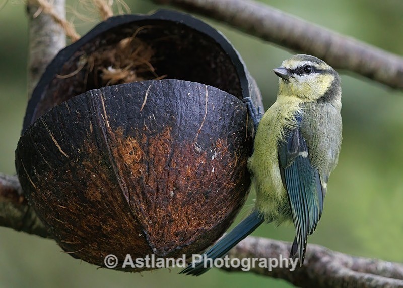 Blue Tit - Latest Images