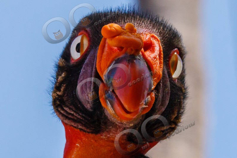 king vulture  sarcomamphus papa-7602 - BoP from around the world