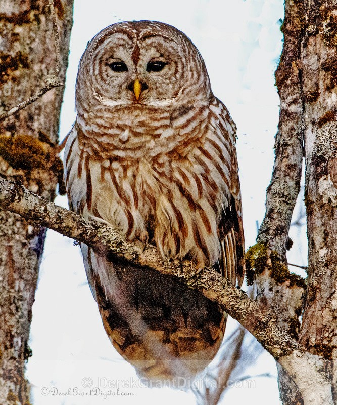 Barred Owl - Kings County, NB, Canada - Birds of Atlantic Canada