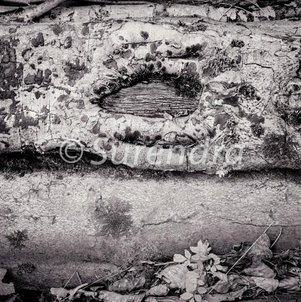Bark # 4D - Bark Series 1 樹皮