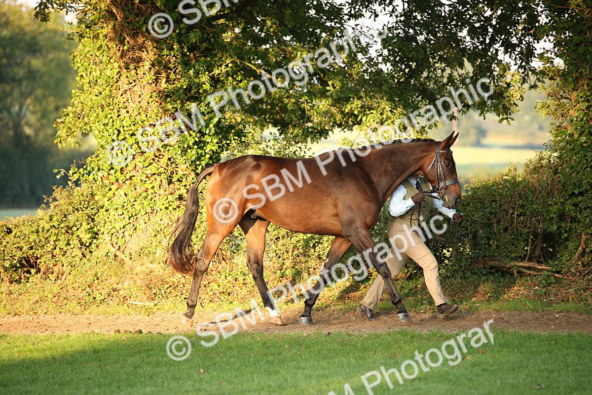 SBM_56829 - S49 - Riding Horse & Hack & Thoroughbred In Hand