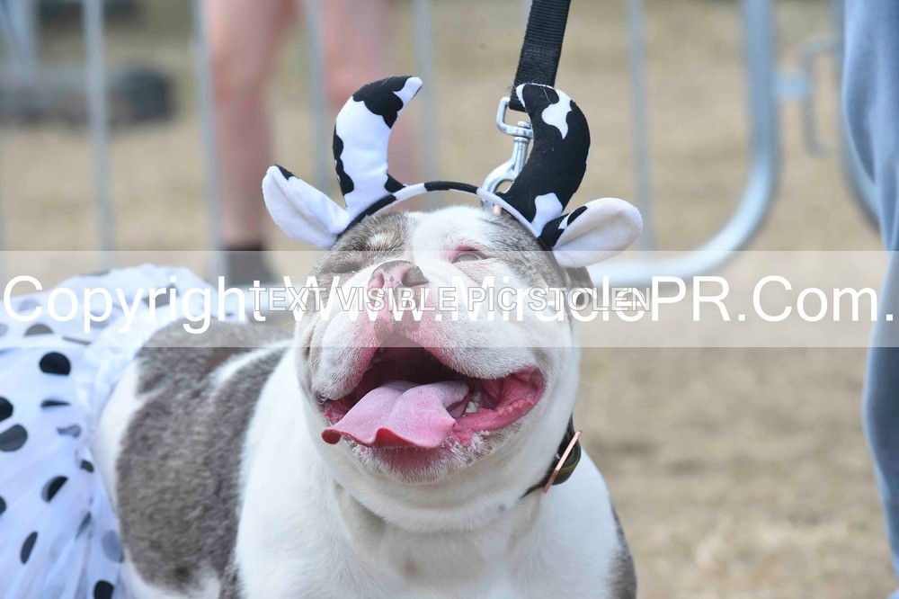 SH4_0278 - Dog show.