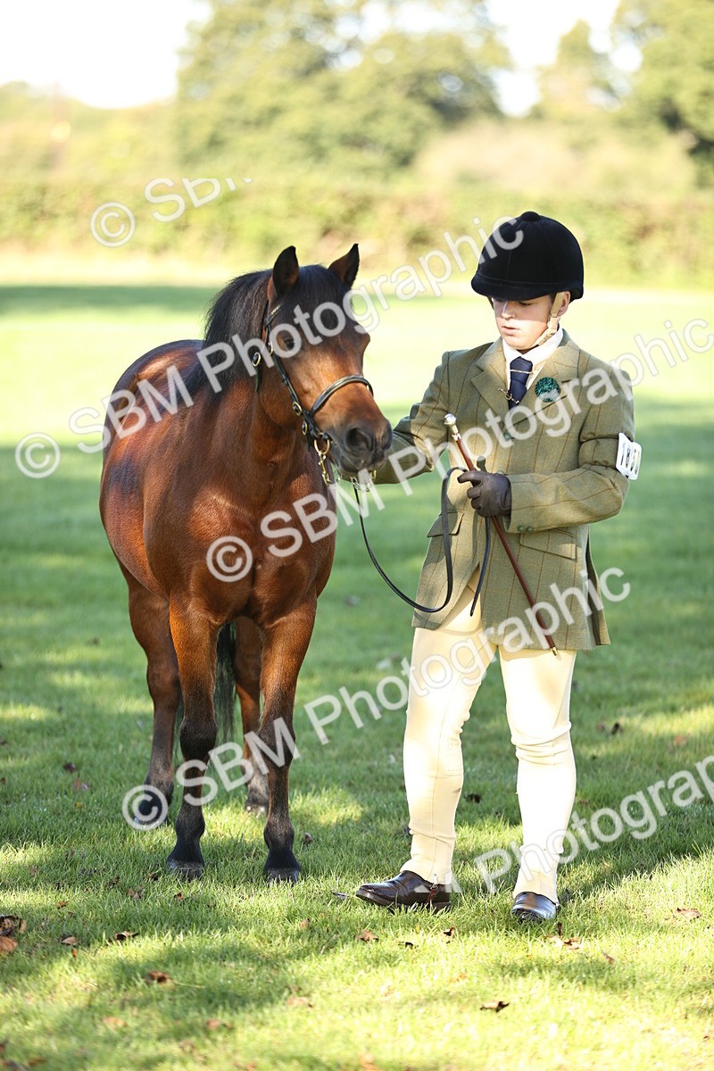 SBM_15809 - S1 - TSR in Hand Horse & Pony Showing