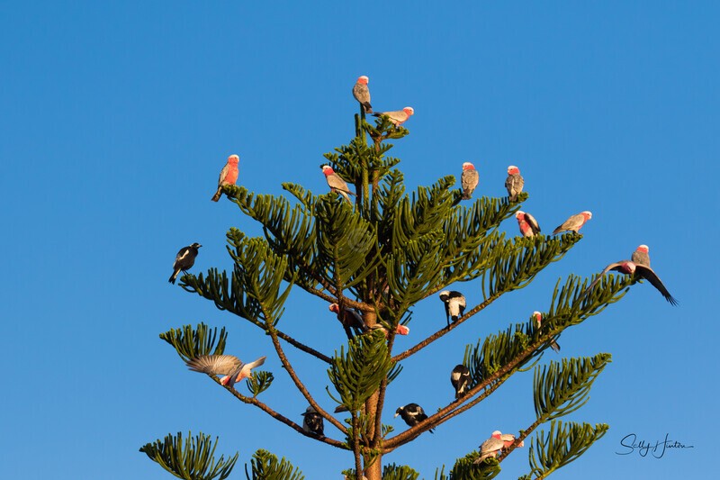 Tree Full 3 - Galahs