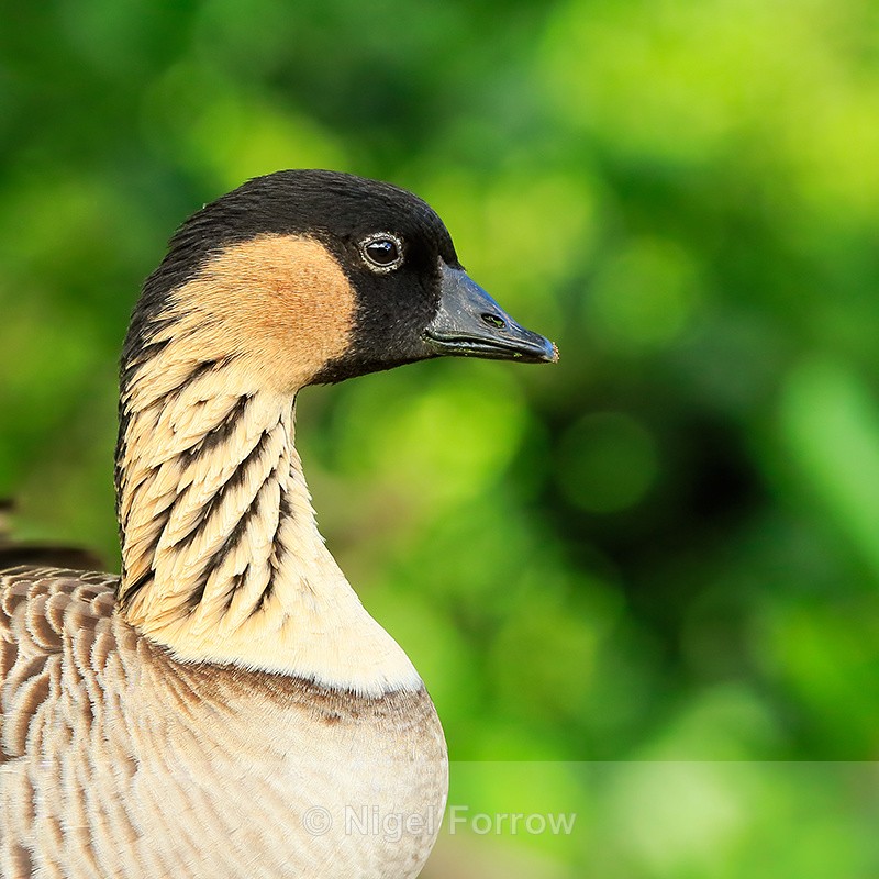 Hawaiian Goose (Nene), close-up, Kilauea Point, Kauai - Hawaiian Goose