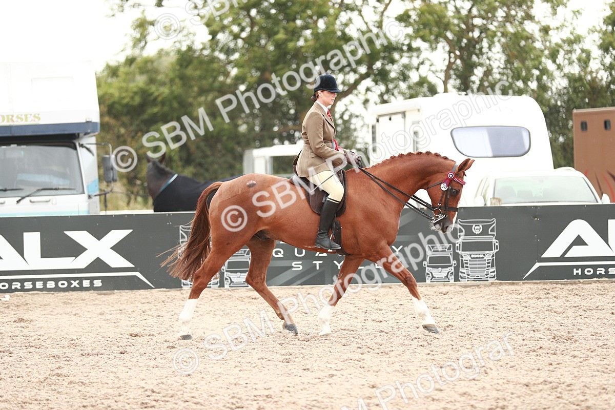 SBM_17644 - Class 215 Ridden Hack/ Riding Horse