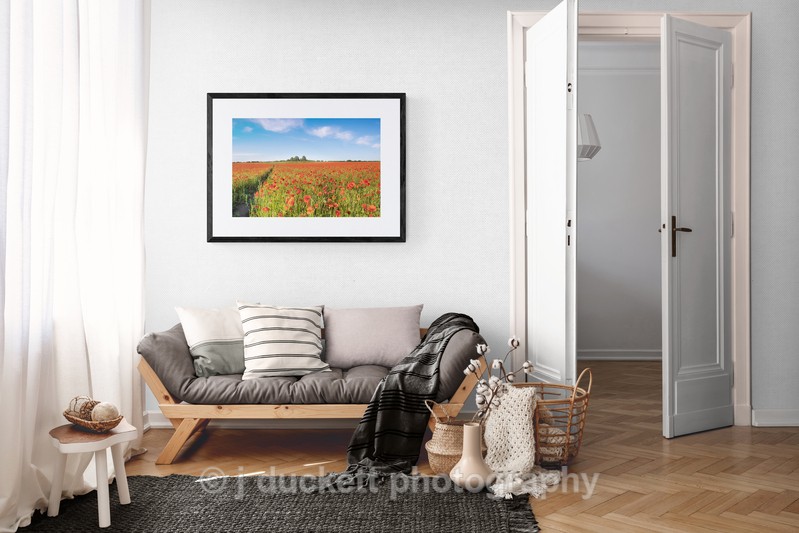 Poppy Field