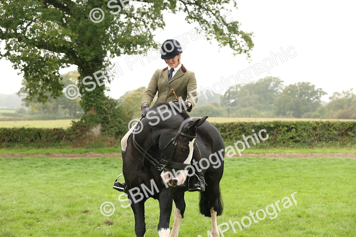 SBM_69835 - S69 - Show Cob Ridden
