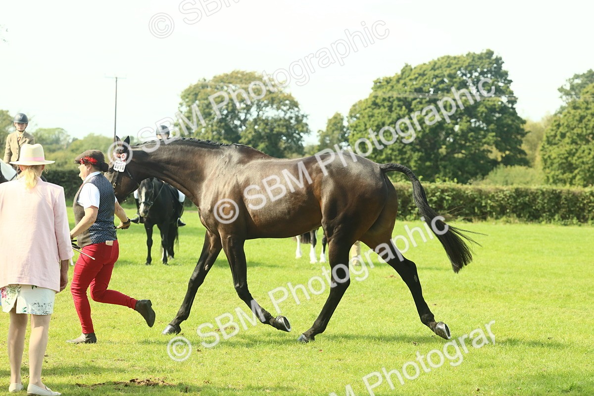 SBM_66568 - S34 - Rehabilitated Rescue Horse & Pony In Hand & Ridden
