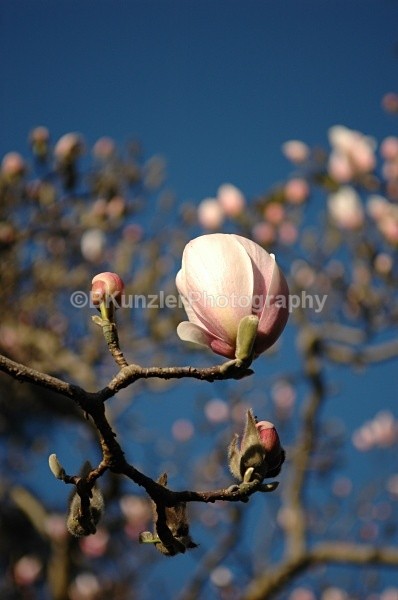  - Golden Gate Park Springtime