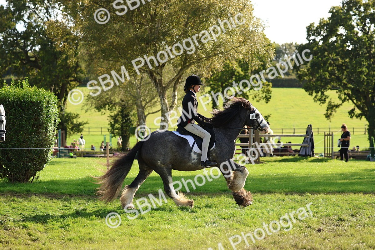 SBM_52401 - S13 - Pony Club Pony