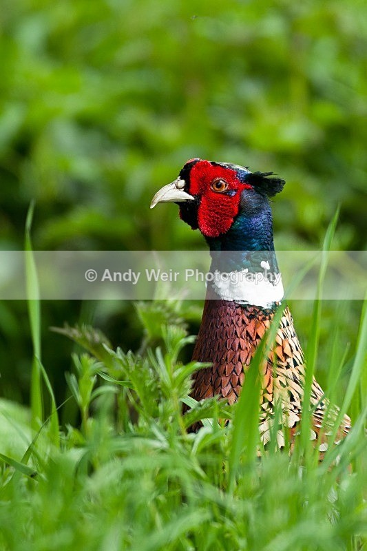 20120512-_MG_0137 - Gamebirds