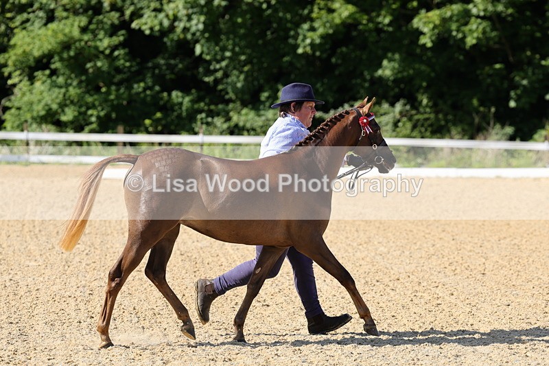 1X9A0621 - Class 3: Youngstock 1, 2, 3 year old not to exceed 153cm