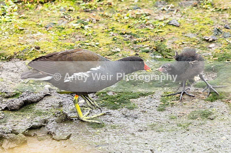 170710-untitled0072 - Rails & Coots