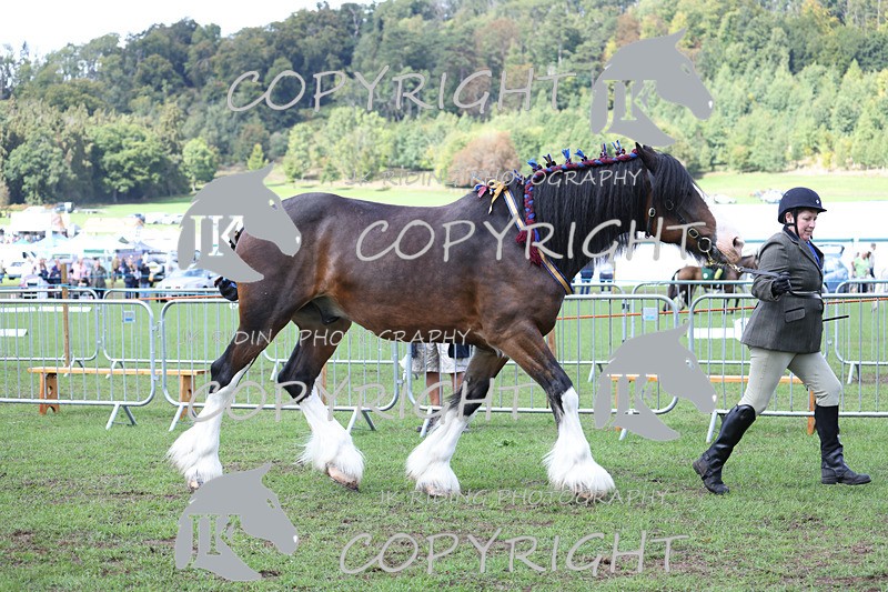 APP_3373 - Class 5 In Hand Championship