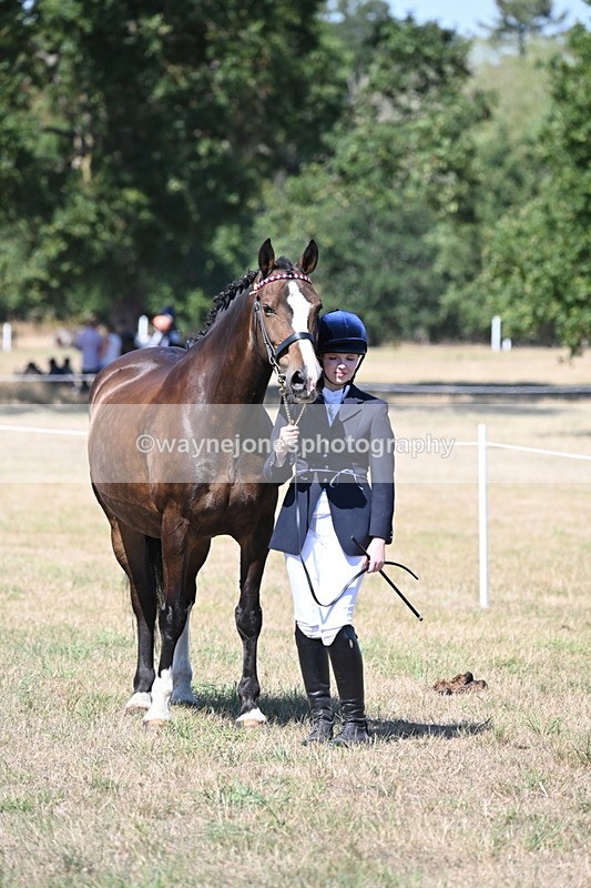WJ6_8680 - Class 37b Best Loan Pony In-hand
