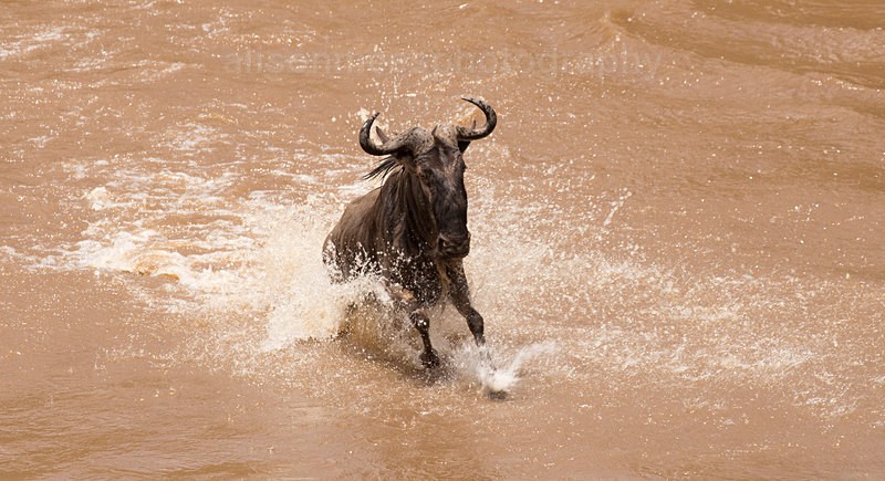  - African Safaris