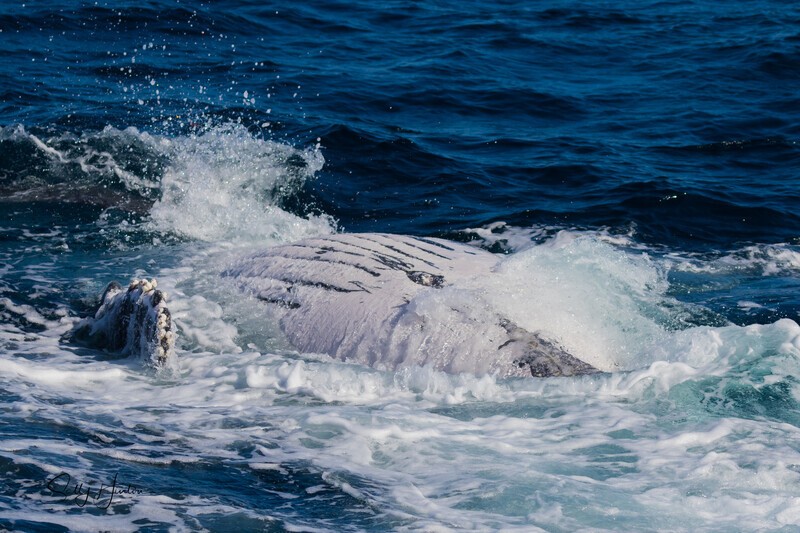 Labour roll 2 - Humpback Whales