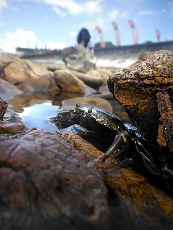  - Coastal Wildlife, Great Britain