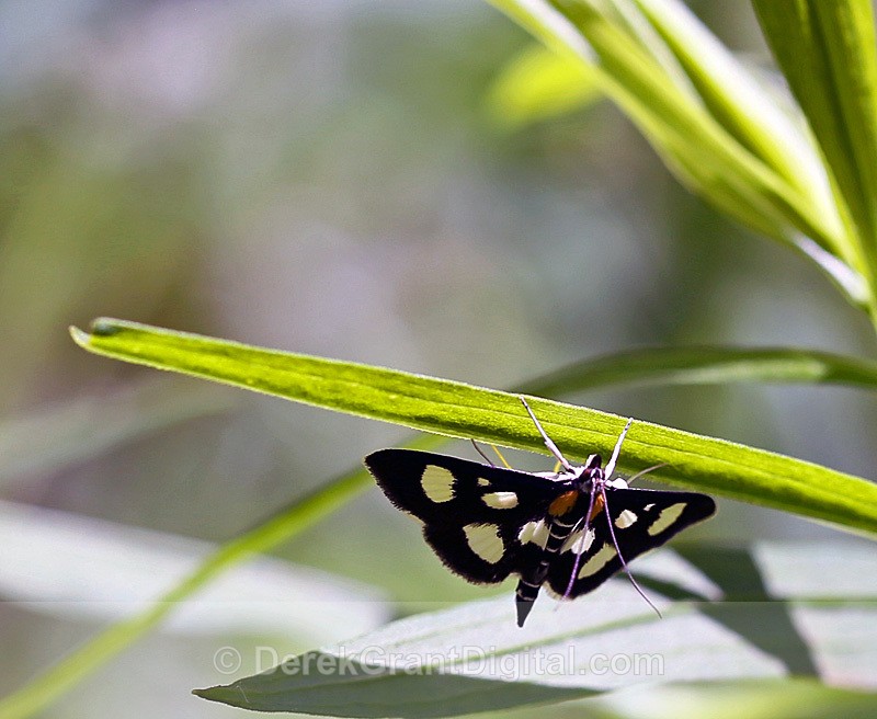 White-spotted sable moth