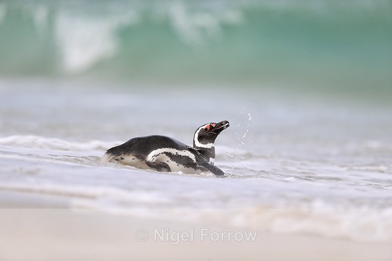 Magellanic Penguin entering sea, Carcass Island, Falklands - Magellanic Penguin