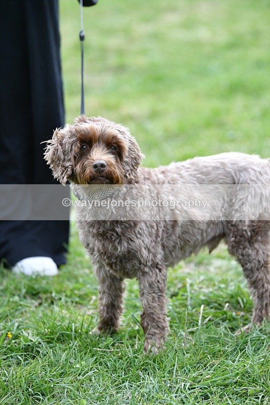 WJ5_9369 - Class 1 Best Cross Breed / Heniz 57