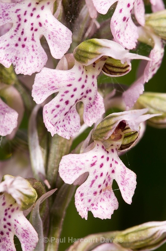  - Orchids - Orchis